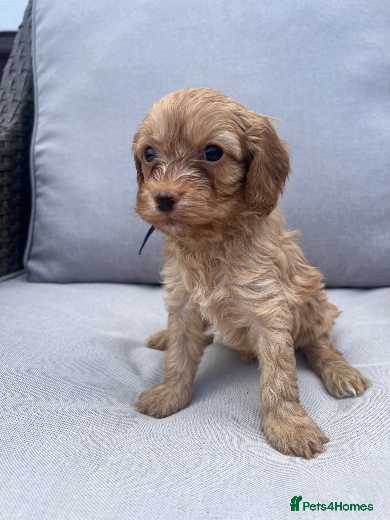 Cavapoo dogs  1 beautiful cavapoos left ready in July 🐶🐶 - Advert 2