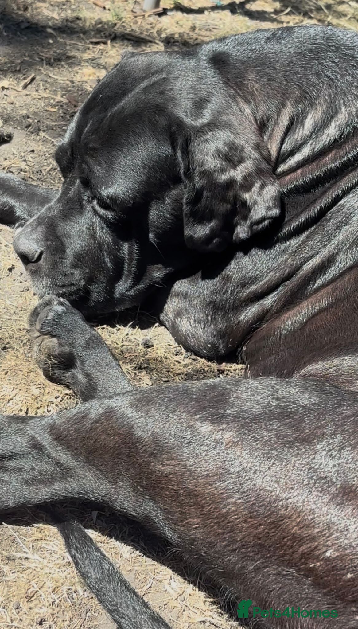 Mixed Breed dogs Beautiful Cane Corso / Bullmastiff Puppies  - Advert 15