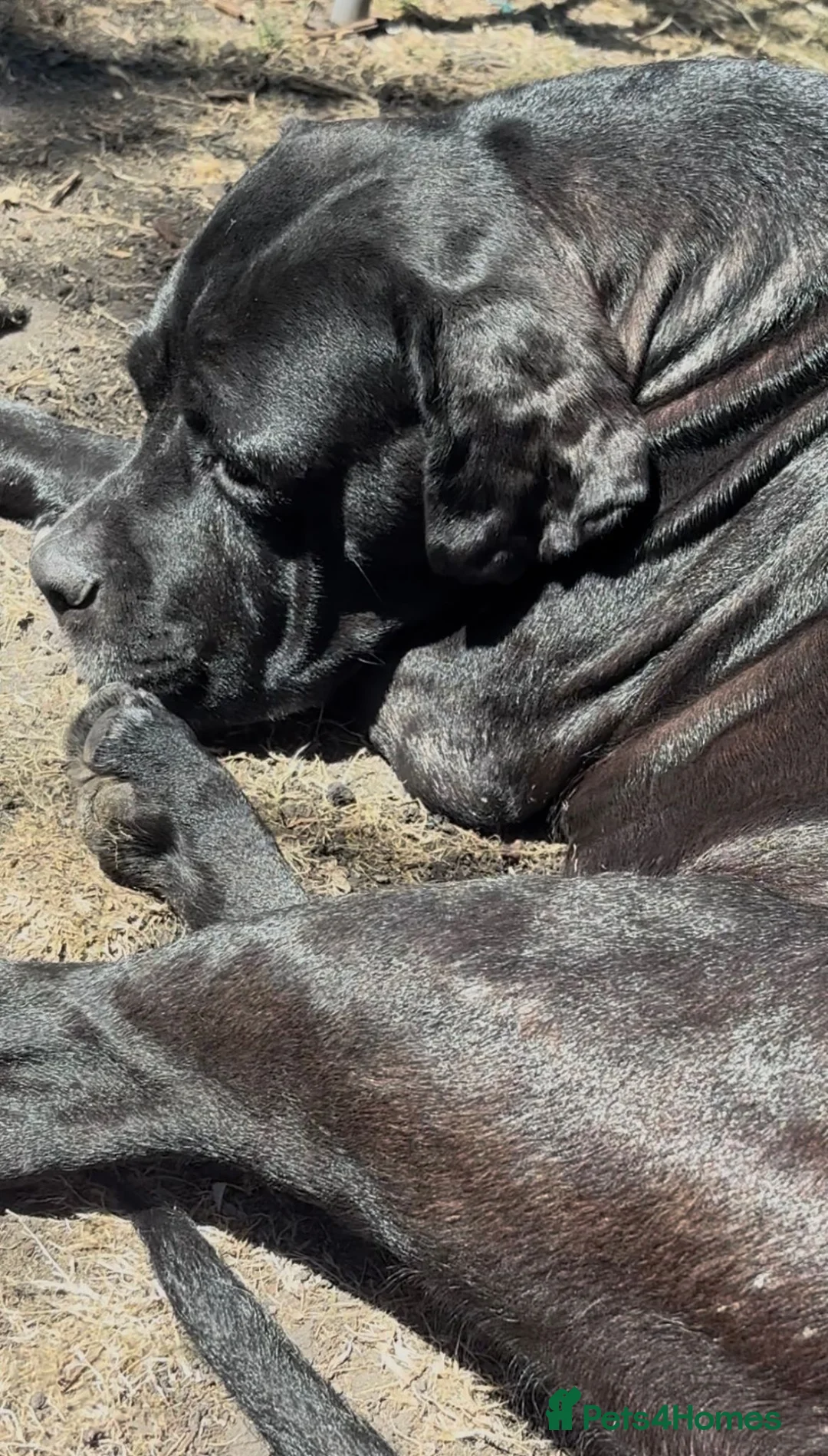 Mixed Breed dogs for sale: Beautiful Cane Corso / Bullmastiff Puppies  - Advert 1