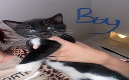 Mixed Breed cats for sale: BEAUTIFUL BLACK AND WHITE KITTENS READY TO LEAVE🐱 - Image 10