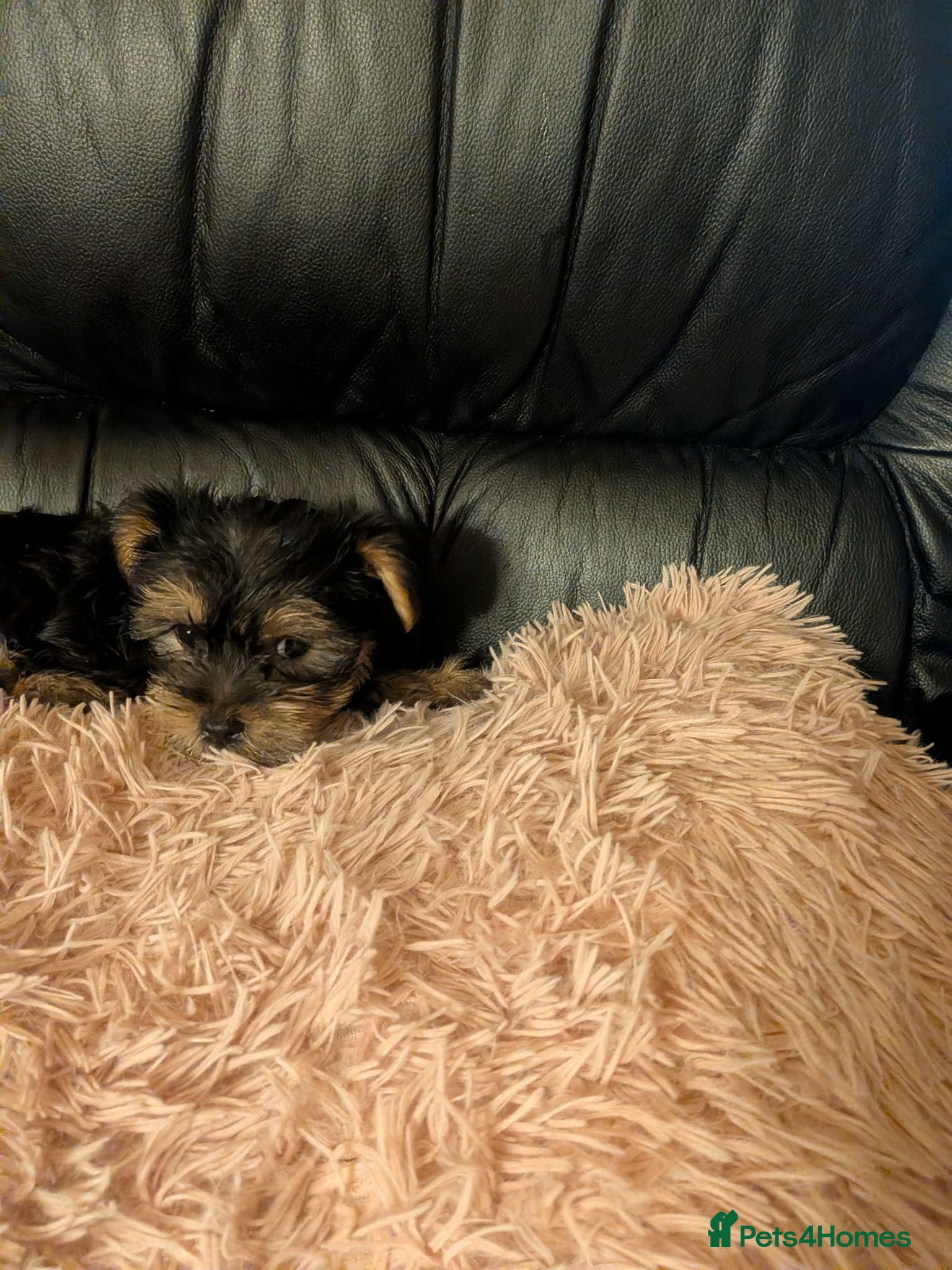 Chihuahua dogs Three small Yorkshire terriers for sale - Advert 1
