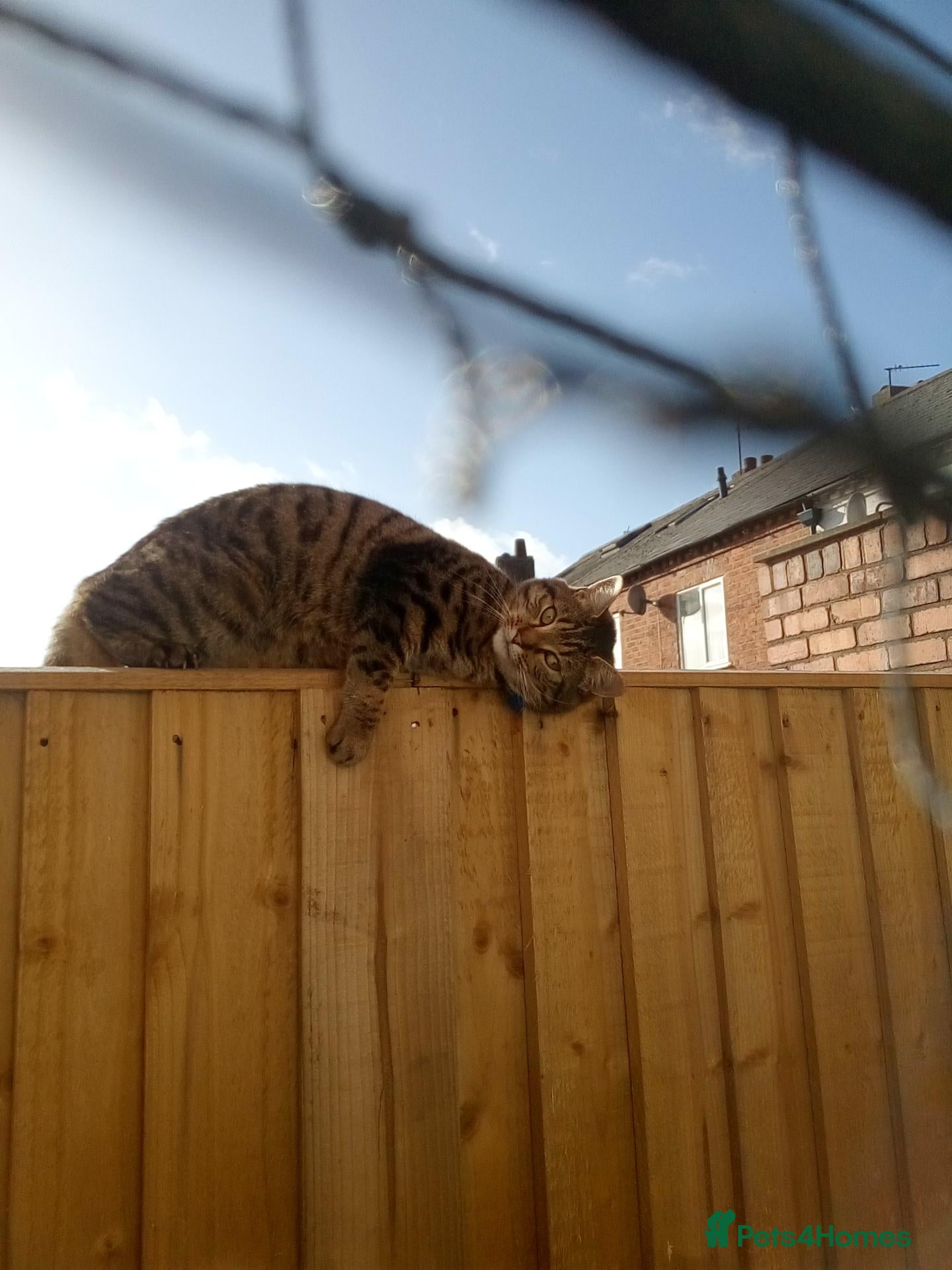 Domestic Shorthair cats for adoption: Trixie gorgeous tabby girl for adoption 18 MO❤️ - Advert 14