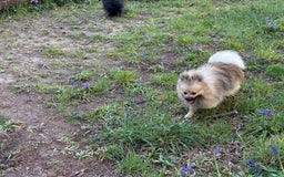 Pomeranian dogs for sale: Not taking more queries currently  - Image 2