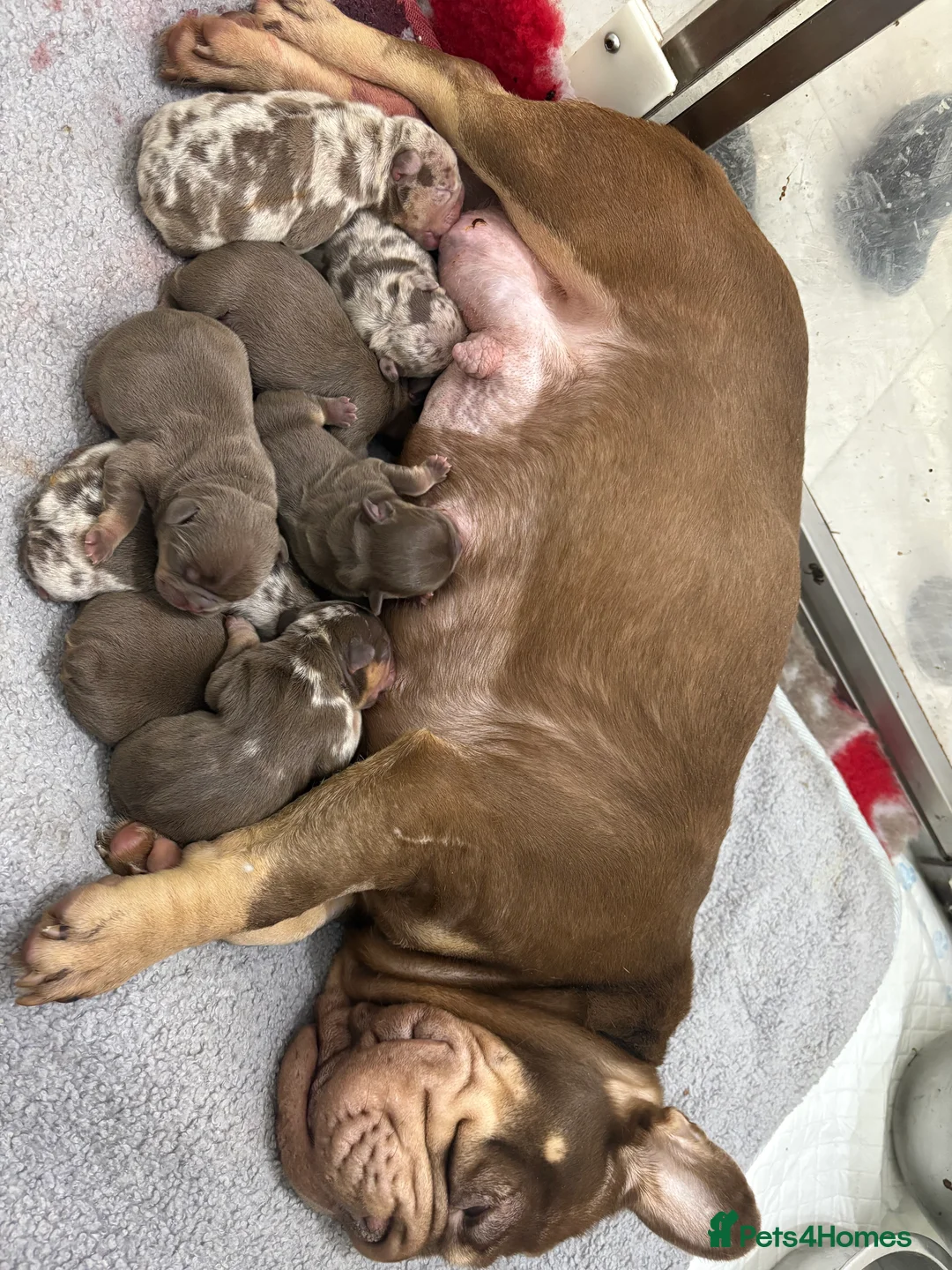 French Bulldog dogs for sale: Rojo French Bulldog puppies  - Advert 11