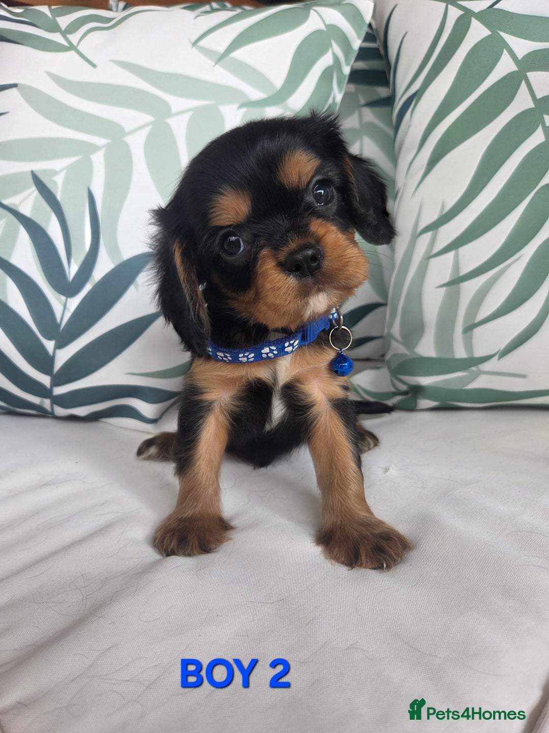 Cavalier King Charles Spaniel dogs for sale: Stunning Cavalier Puppies Ready2Go - Image 5