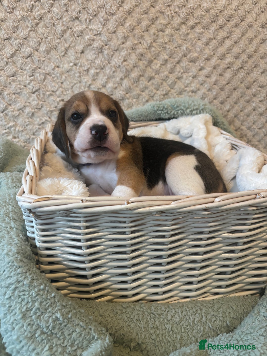 Beagle dogs for sale: KC registered Beagle puppies  - Image 36