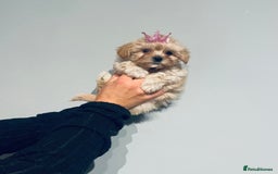 Shih Tzu dogs for sale: TINY Asian small toy Shipoo’s ADORABLE  - Image 5