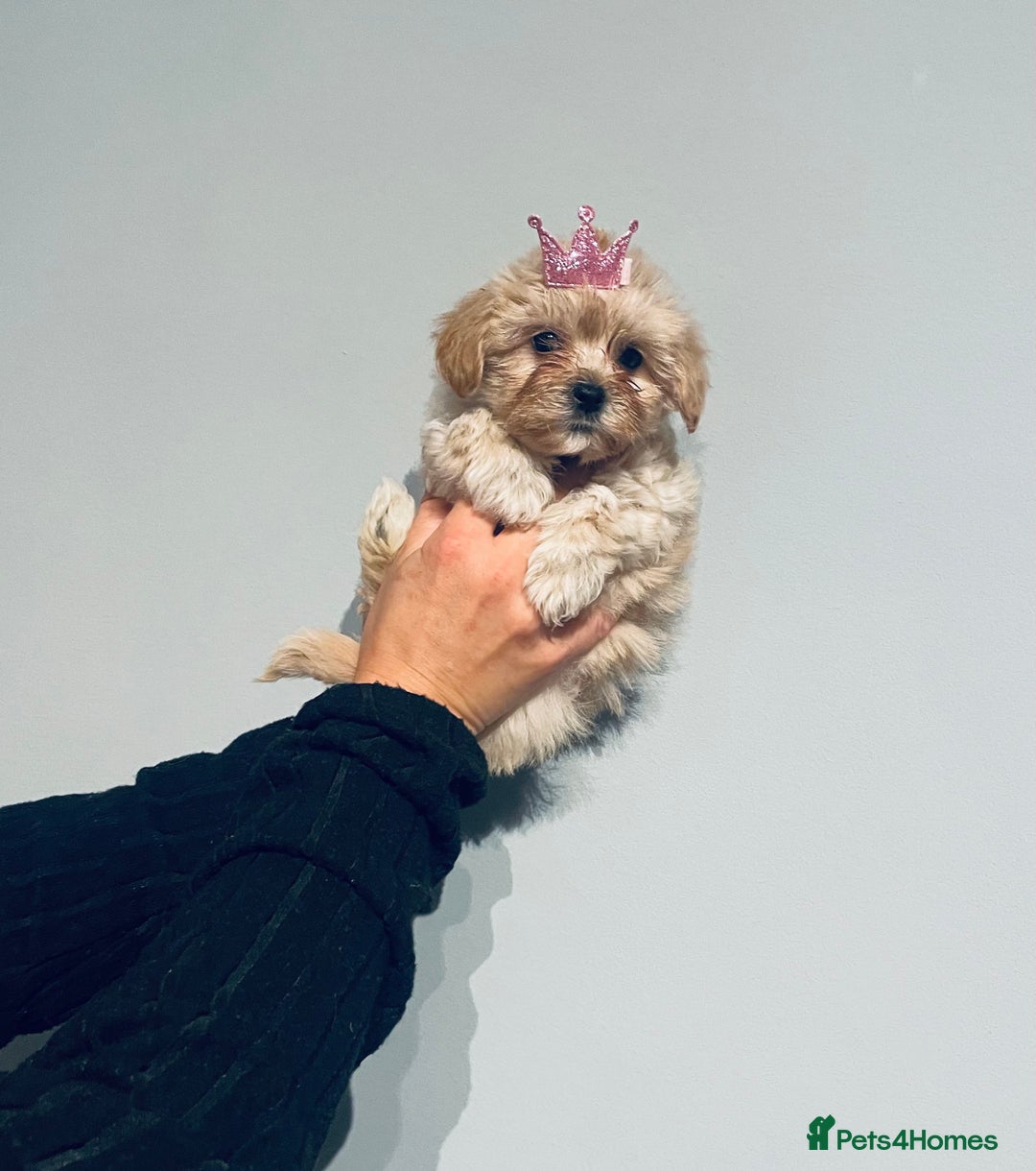 Shih Tzu dogs for sale: TINY Asian small toy Shipoo’s ADORABLE  - Image 5