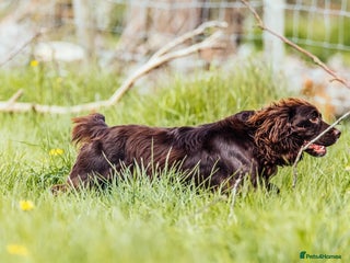 Cocker Spaniel dogs Fully Health Tested Working Cocker in Maidstone - Advert 2