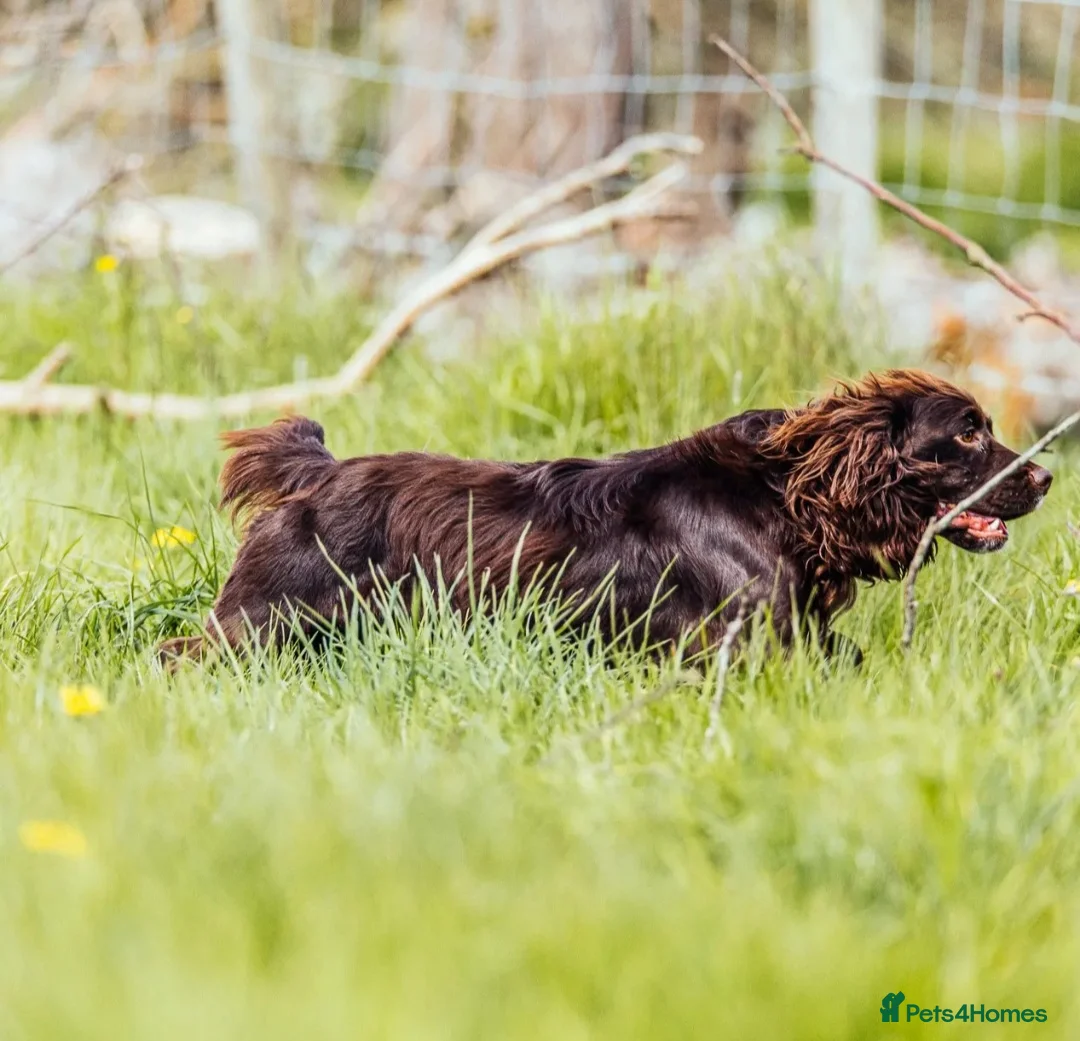 Cocker Spaniel dogs for stud: Fully Health Tested Working Cocker  in Maidstone - Advert 2