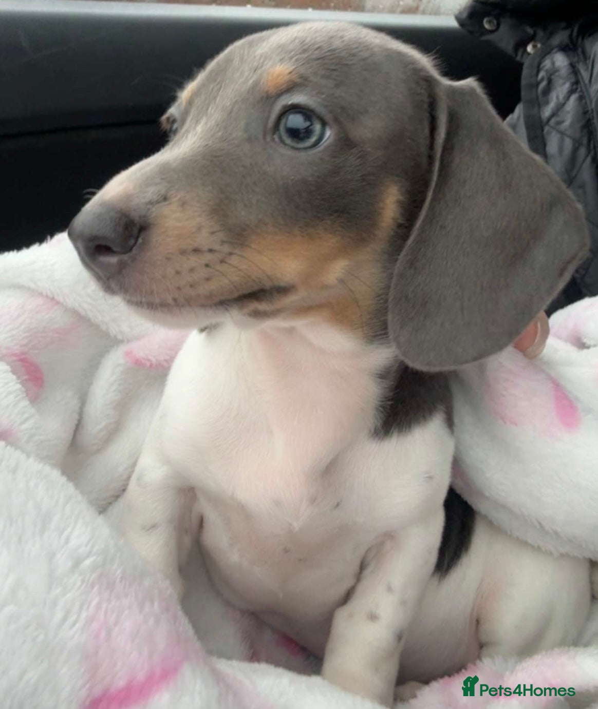 Miniature Dachshund dogs One beautiful miniature dachshund girl - Advert 1