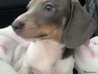 Miniature Dachshund dogs One beautiful miniature dachshund girl - Advert 2