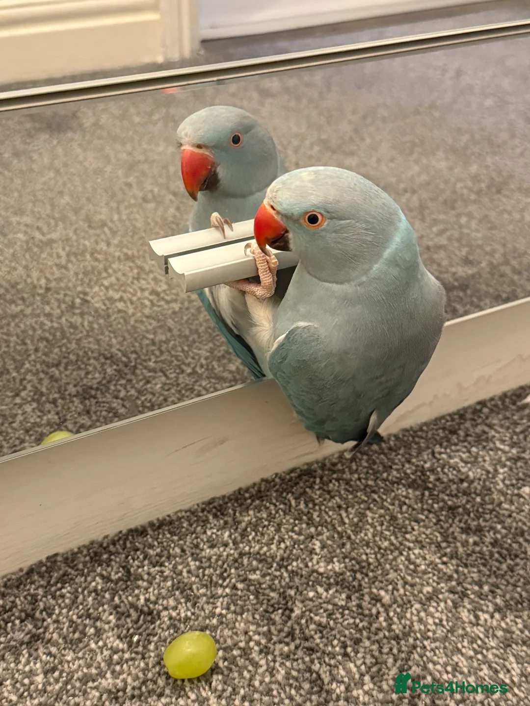 Ringnecks birds for sale: Beautiful Blue Indian Ringneck – 11 Months Old in London - Advert 4