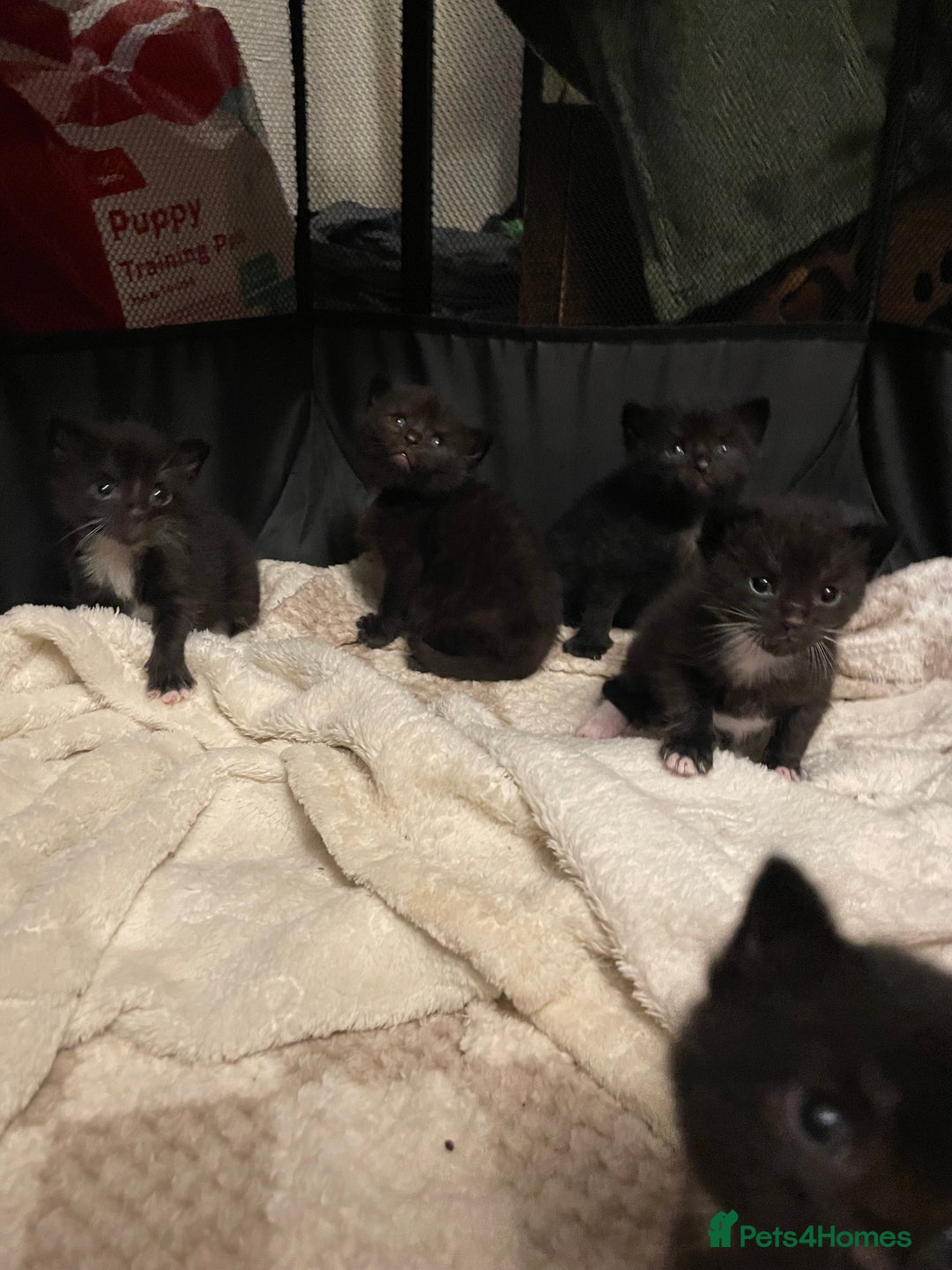 British Longhair cats for sale: Honey’s Kittens!  - Image 1