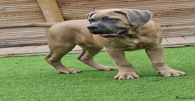 Cane Corso dogs - Advert 12