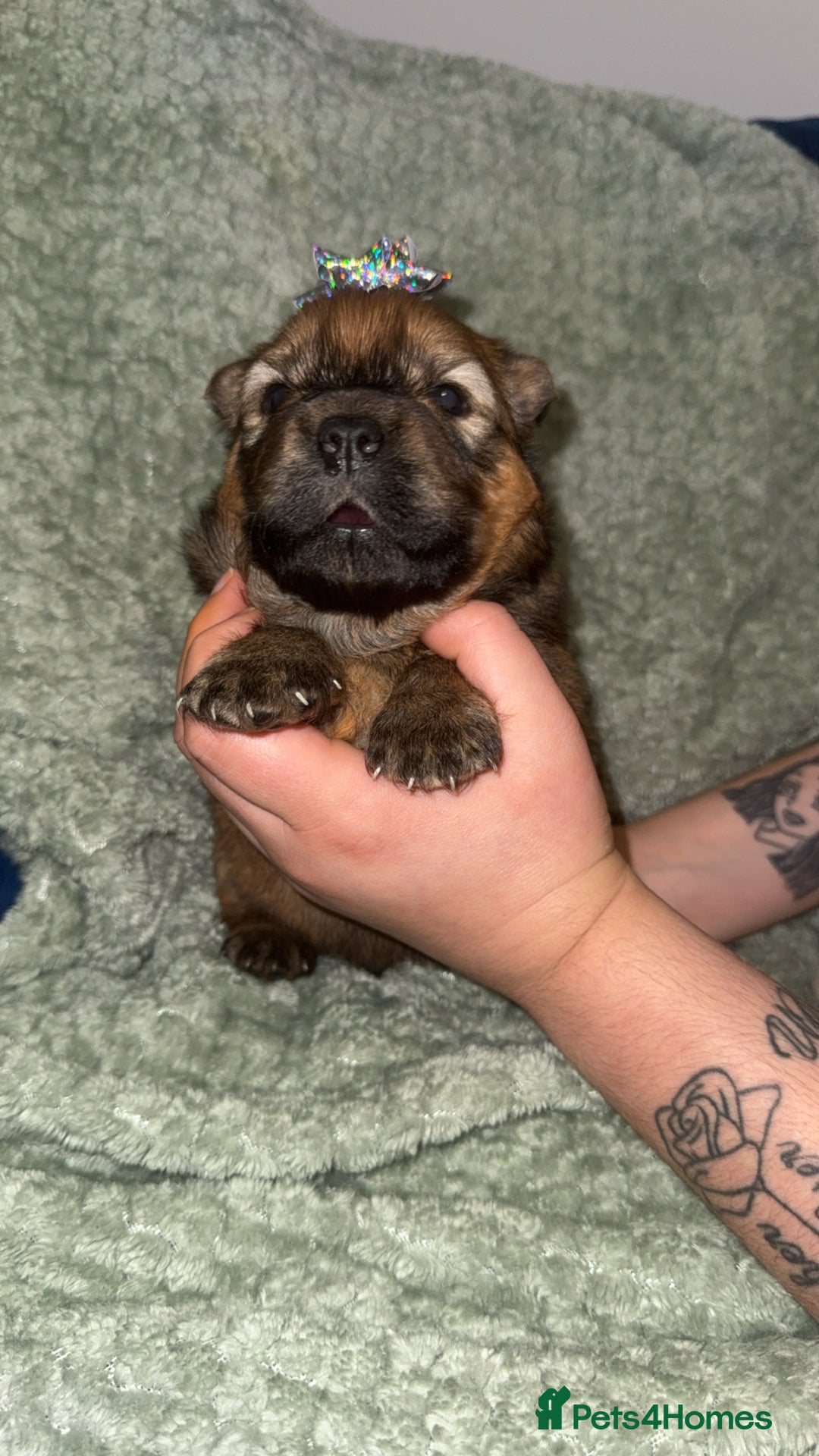 Chow Chow dogs for sale: Chow chow puppies  - Advert 10