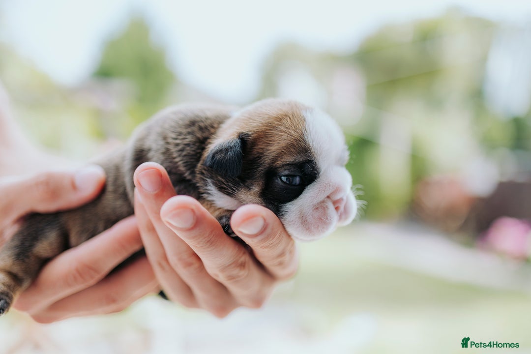 English Bulldog dogs for sale: Stunning litter of  English bulldog puppies - Image 23