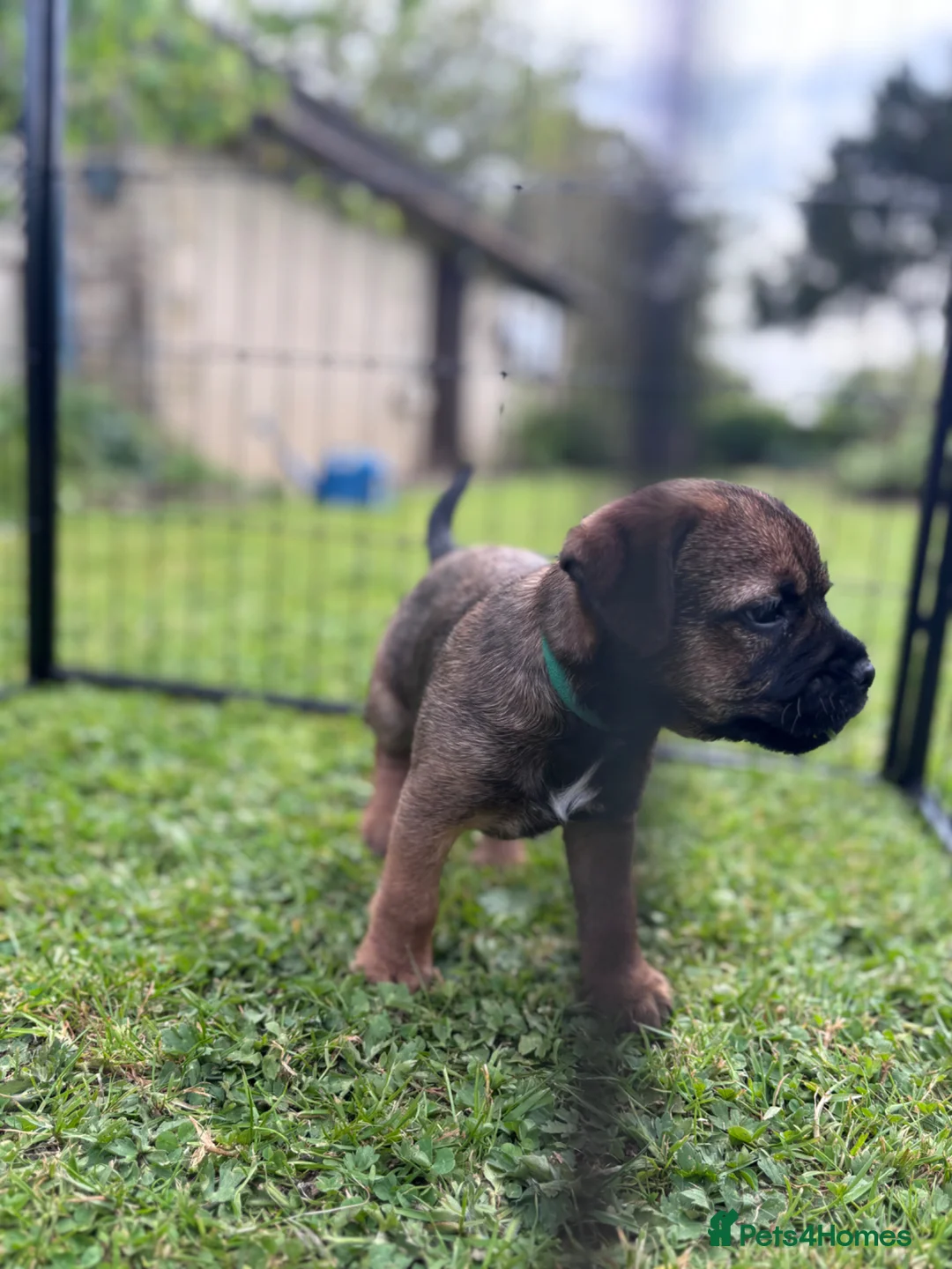 Border Terrier dogs for sale: Adorable Border Terrier Puppies  in Sherborne - Advert 24