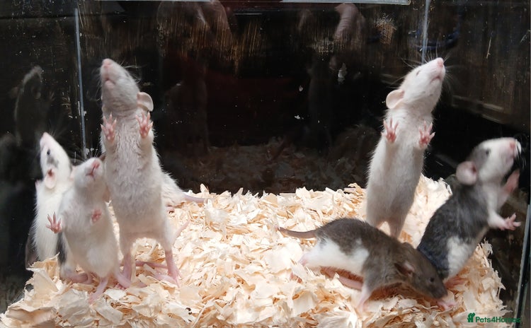 Rat rodents - Advert 2