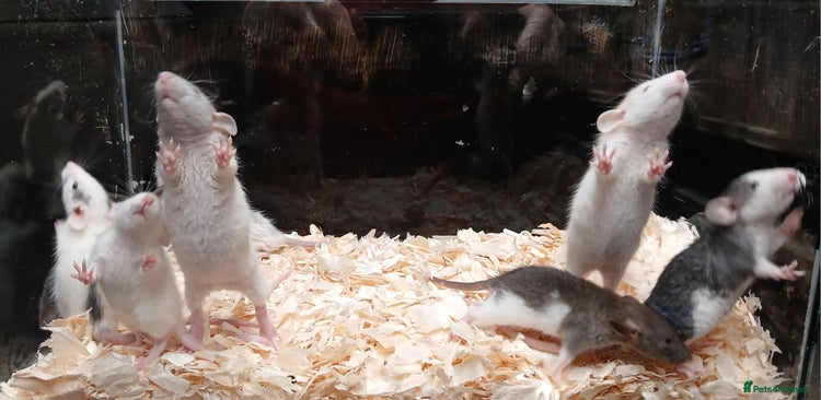 Rat rodents - Advert 9