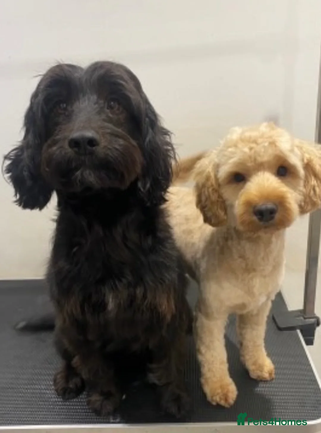 Cockapoo dogs for sale: Ready to leave Cockapoo puppies! - Advert 2