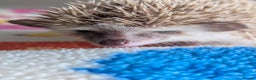 Pygmy Hedgehog rodents for sale: Beautiful Hoglets Ready to Reserve Now - Advert 16