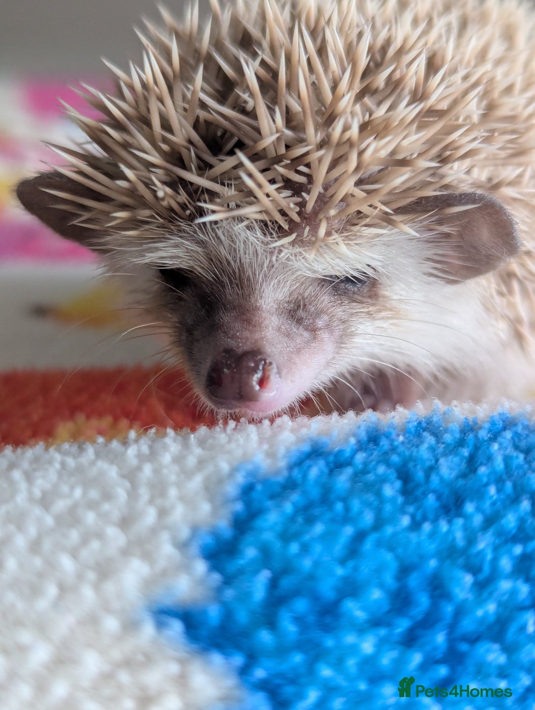 Pygmy Hedgehog rodents for sale: Beautiful Hoglets Ready to Reserve Now - Advert 16
