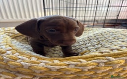 Miniature Dachshund dogs for sale: Stunning KC Reg chocolate/tan Dachshund puppies - Image 11