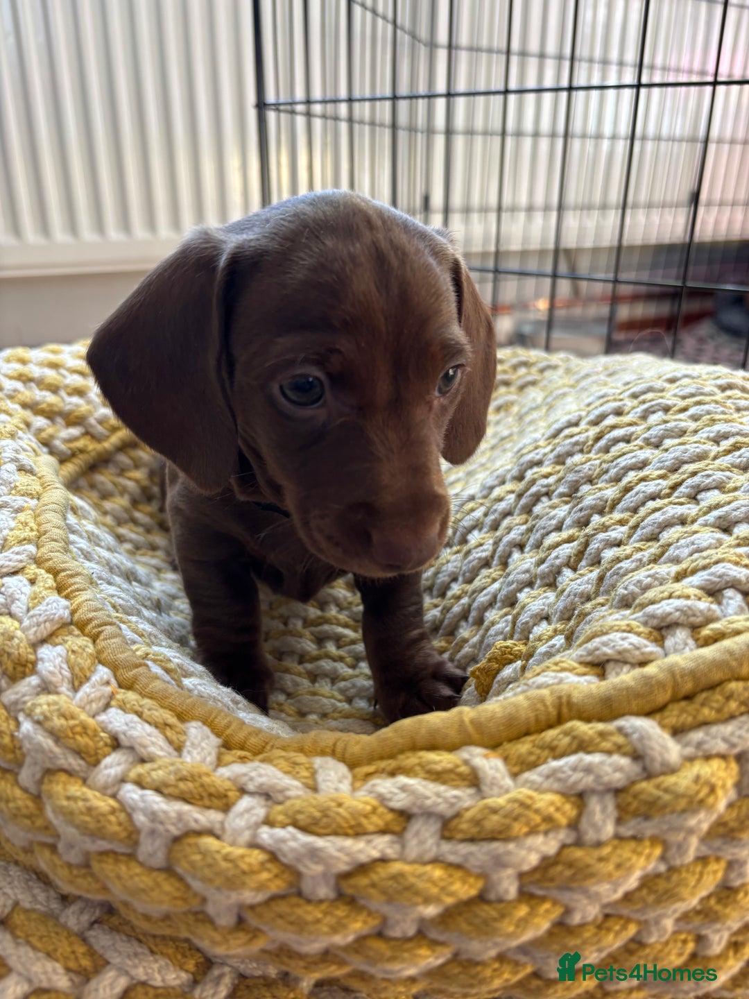 Miniature Dachshund dogs for sale: Stunning KC Reg chocolate/tan Dachshund puppies - Image 11
