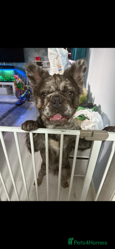 Gallery Image {{count}}