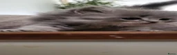 Ragdoll cats for sale: 4  wonderful ragdoll kitten looking for happy Homy - Advert 14