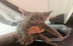 British Longhair cats for sale: Male kitten  - Image 1