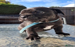 Mixed Breed dogs for sale: Frenchbulldog cross puppies  - Image 8