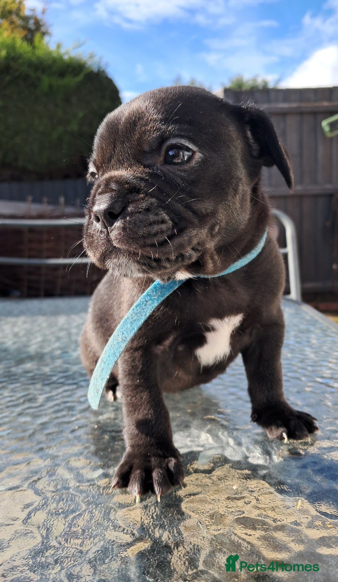 Mixed Breed dogs for sale: Frenchbulldog cross puppies  - Image 8