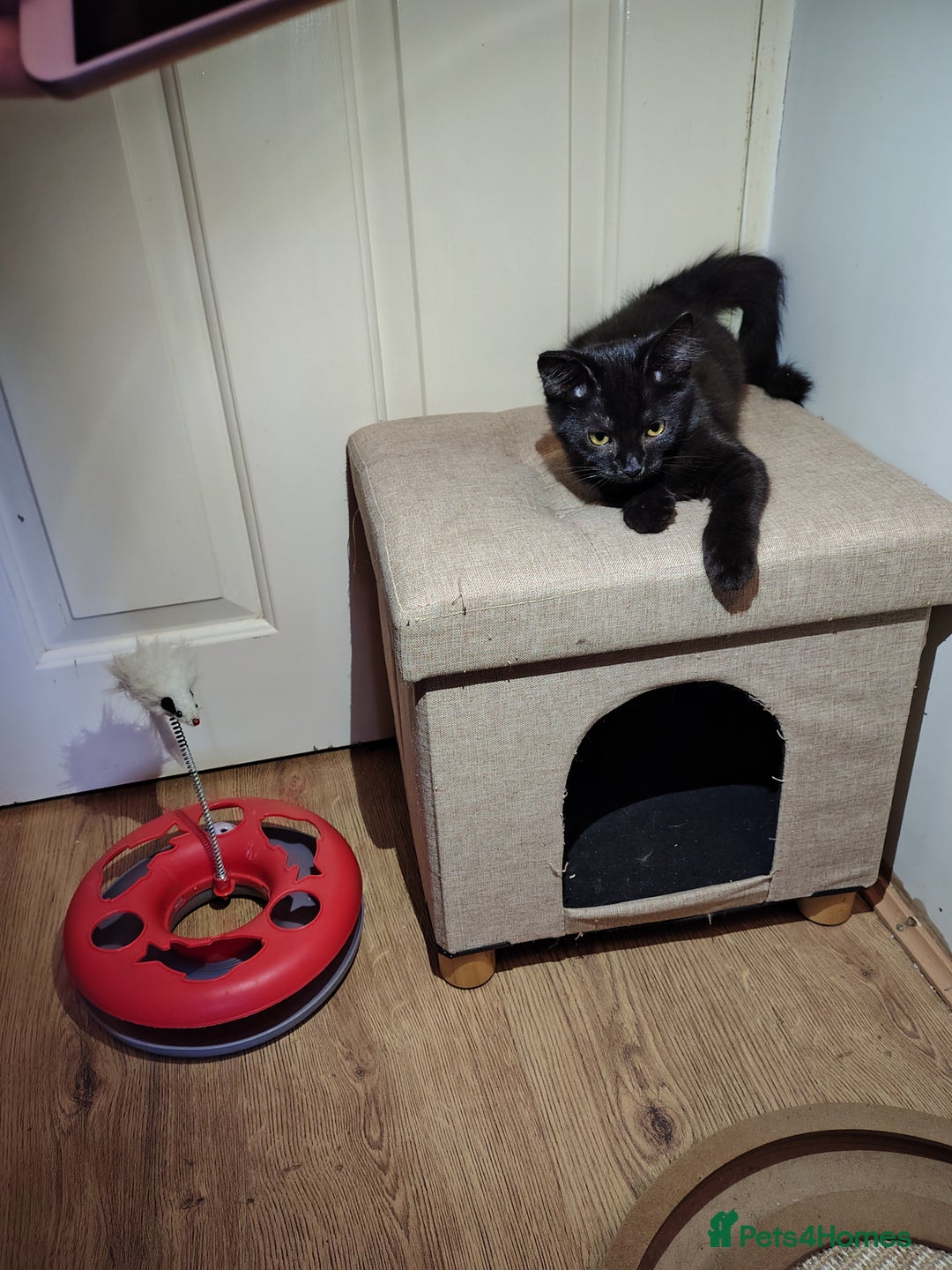 Mixed Breed cats for sale: Black mixed breed kittens - Image 4