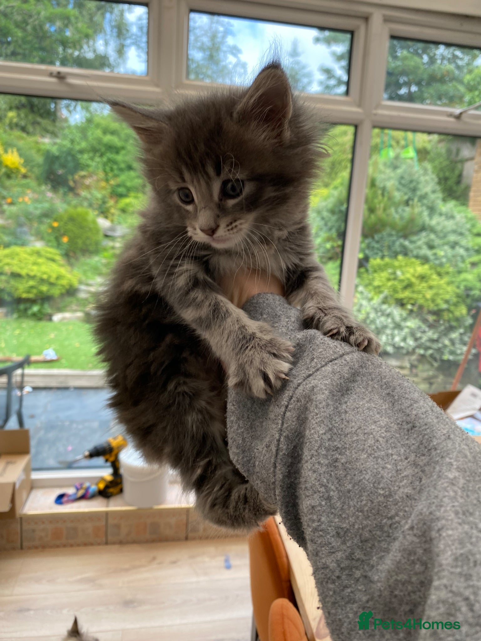 Maine Coon cats for sale: Stunning litter of 3 Maine Coon Female Kittens  - Advert 6