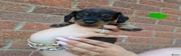 Dachshund dogs for sale: Miniature wire dachshund puppies - Advert 16