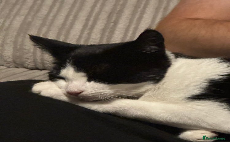 Domestic Shorthair cats Cat for rehoming - Advert 14