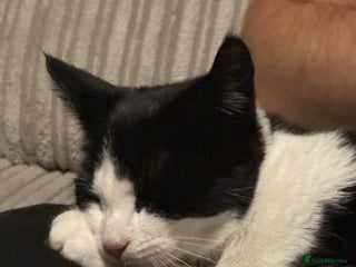 Domestic Shorthair cats Cat for rehoming - Advert 1