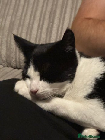 Domestic Shorthair cats Cat for rehoming - Advert 2