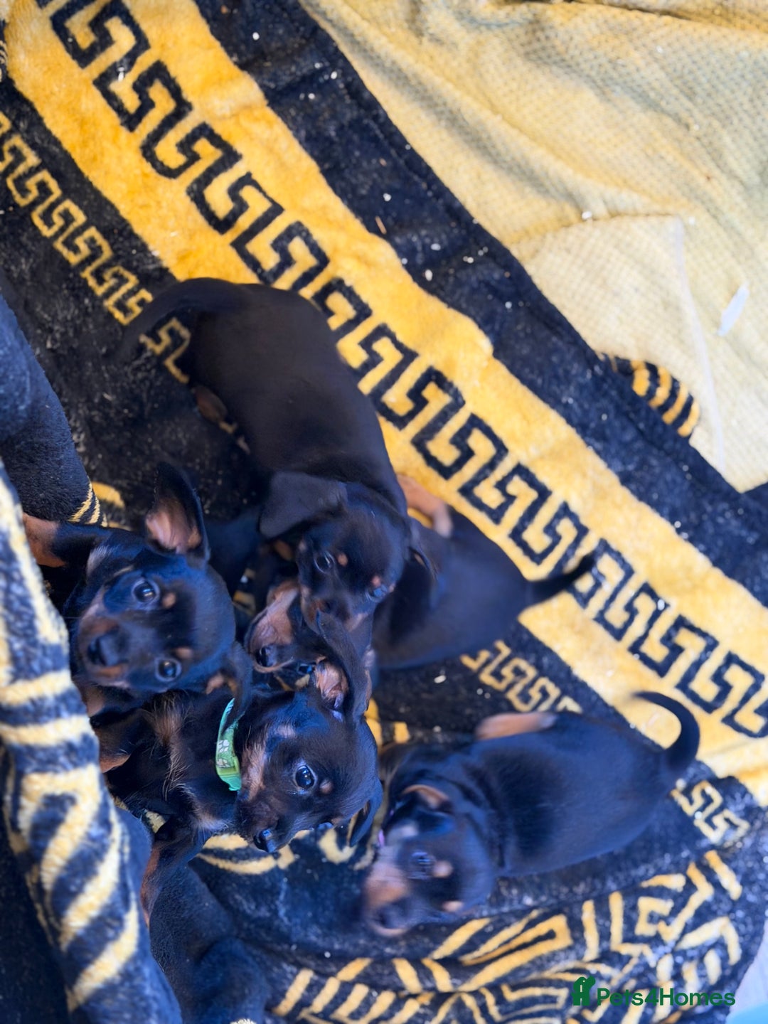 Mixed Breed dogs for sale: DACHSHUND X TERRIER  - Advert 4