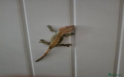Gecko reptiles for sale: Crested Gecko Full Setup - Advert 6