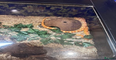 Corn Snake reptiles - Advert 11