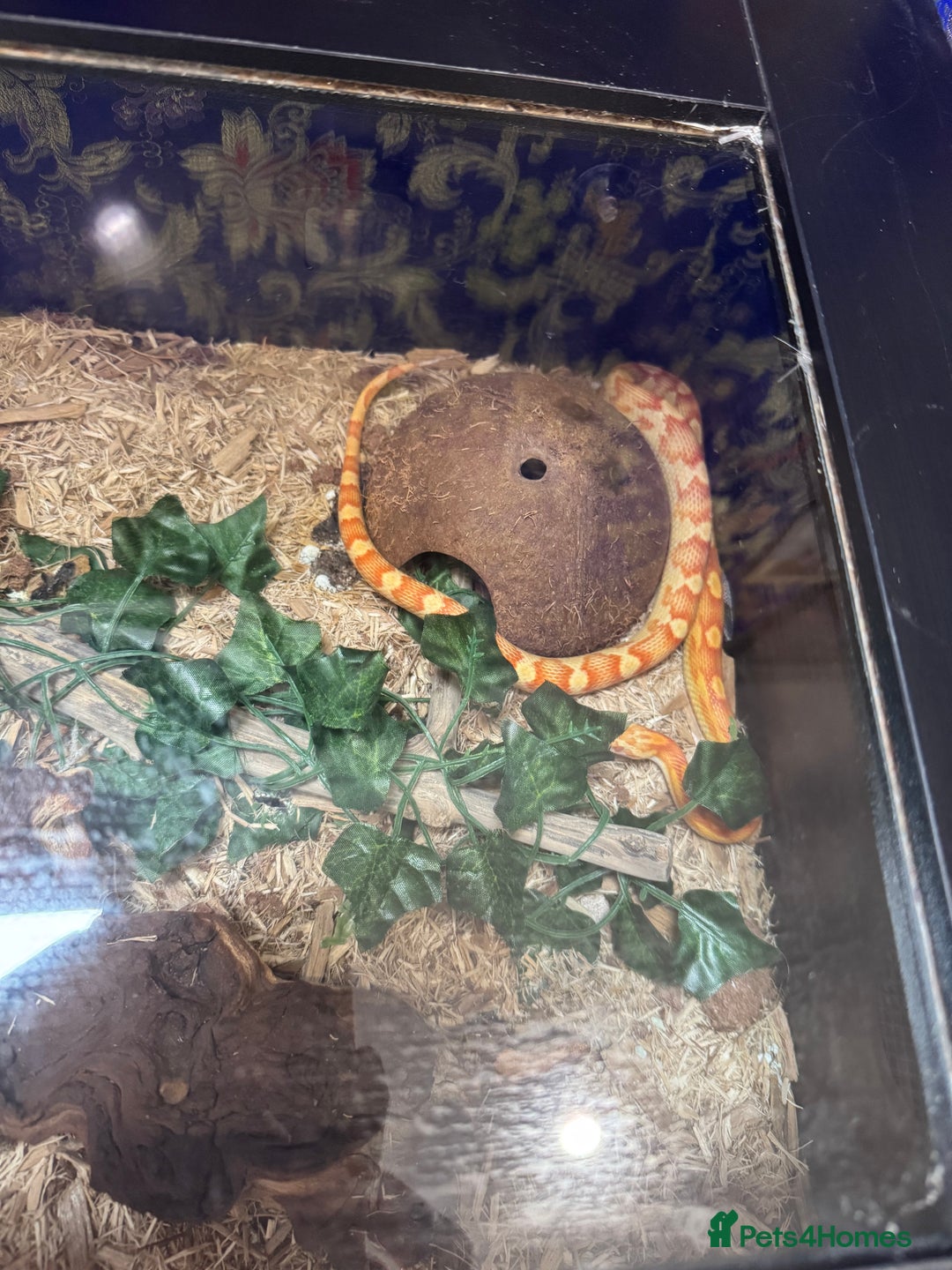 Corn Snake reptiles for sale: Albino Corn Snake 1 year old unsexed  - Image 2