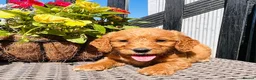 Mini Goldendoodle dogs for sale: 🧡❤️ GORGEOUS MINI GOLDENDOODLE PUPPIES ❤️🧡 - Advert 4