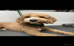 Poodle dogs for sale: Poodle x  - Image 2