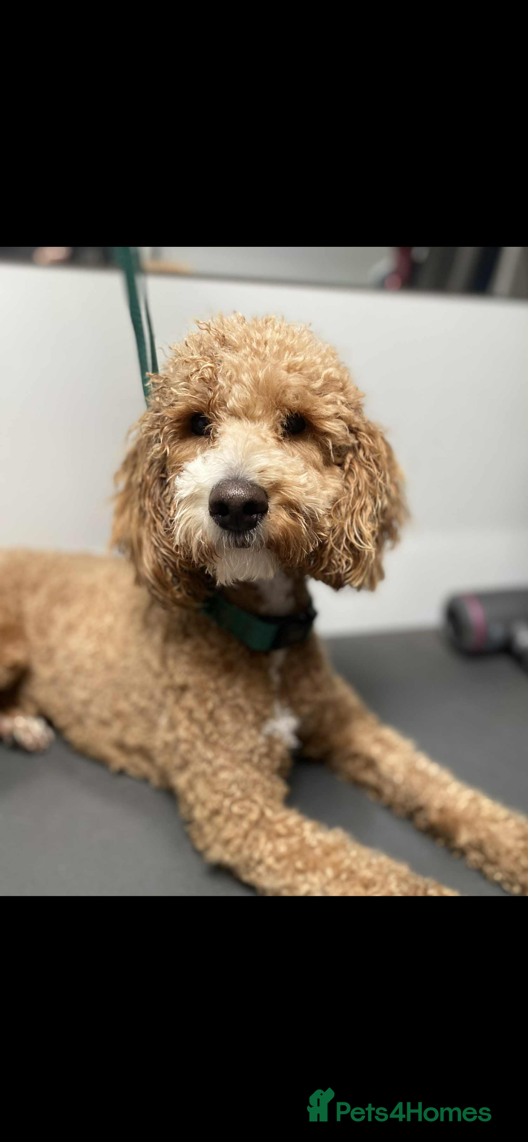 Poodle dogs for sale: Poodle x  - Image 2