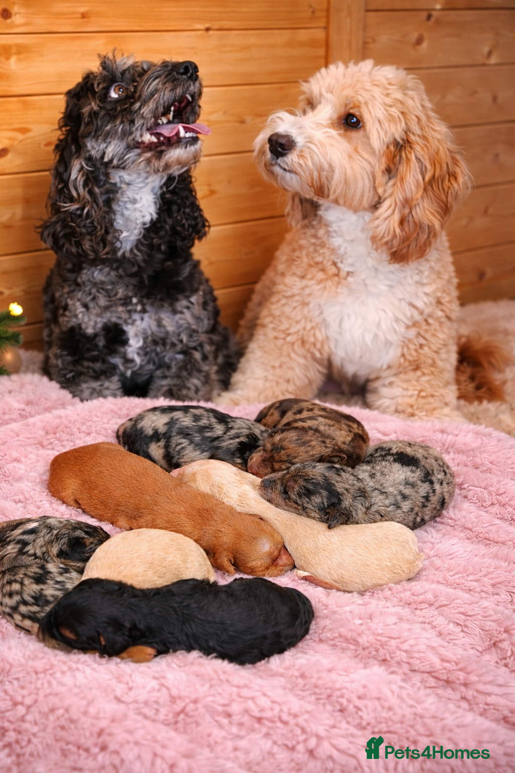 Australian Labradoodle dogs AUSTRALIAN LABRADOODLE PUPPIES - Advert 4