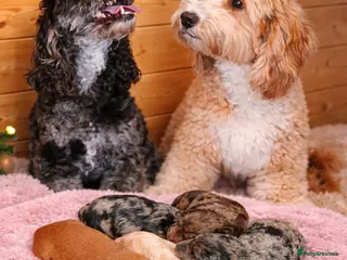 Australian Labradoodle dogs AUSTRALIAN LABRADOODLE PUPPIES - Advert 4