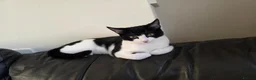 Mixed Breed cats for sale: Black and white cat for rehoming  in Grantham - Advert 6